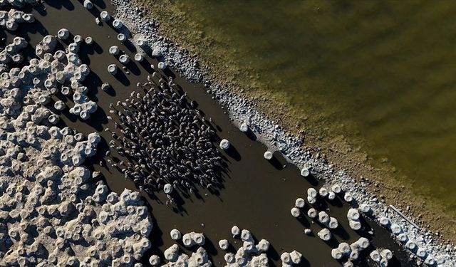 Gediz Deltası’nda Flamingo Yavrularına ‘Kreş’te Özel Bakım