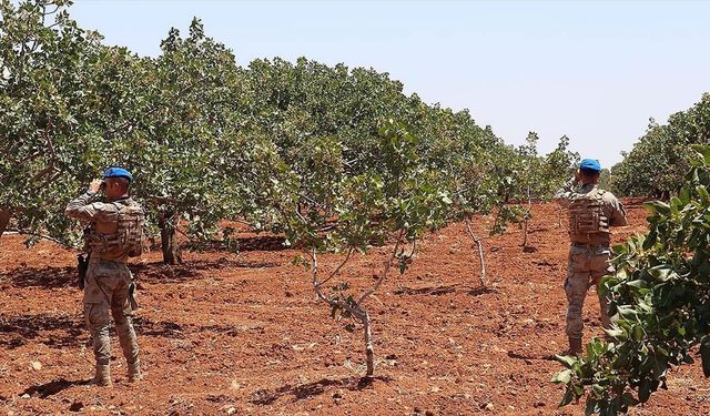 Jandarma 'Antep fıstığı' nöbetinde