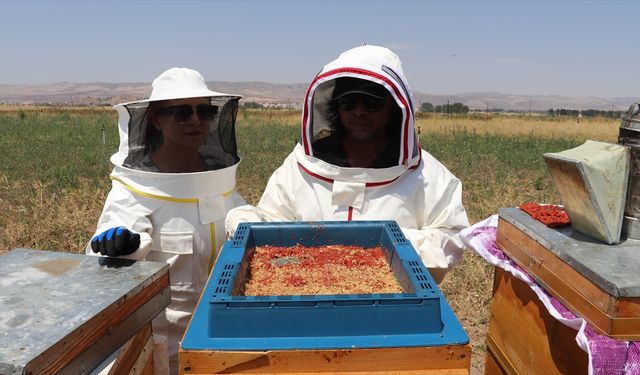 Sivas’ta Gojiberry ile Arıcılıkta Rekor Verim: Kovan Sayısı 9’dan 90’a Çıktı