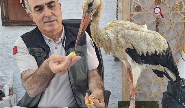 Yangından kaçtığı düşünülen leylek ormancılara sığındı