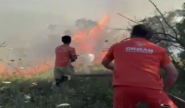 Ağaçlık alanda yangın