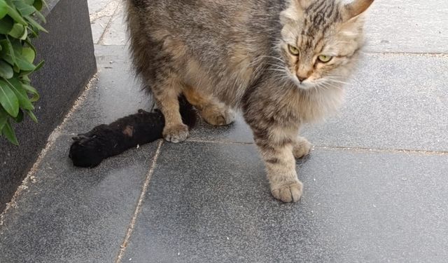 Antalya'da kedi kurtarıldı