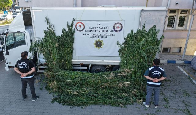 Ayçiçeği tarlasında kenevir ele geçirildi