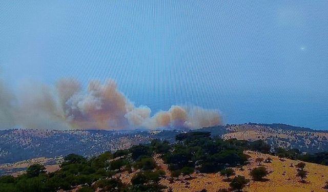 Ayvacık'ta orman yangını