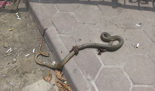 Bacağından ısıran yılanı öldürüp hastaneye gitti