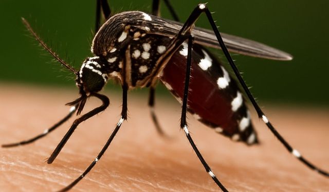 Chikungunya virüsü için tehdit yok