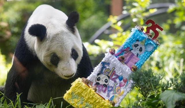 Dev Panda Xin Xin'in 35 Yaşında