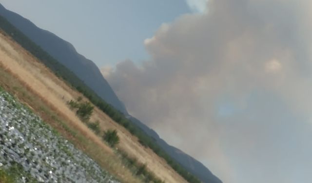 Doğanhisar'da orman yangını