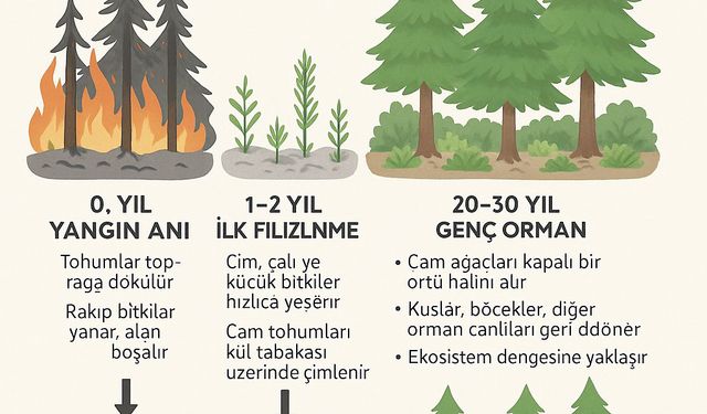 Dr. İlemin: Yanan Yerlere Badem, Zeytin, Ceviz Dikme Fikri, Bilimsel Gerçeklikten Uzak