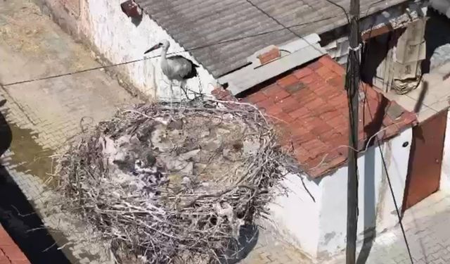 İzmir'de yavru leylek kurtarıldı