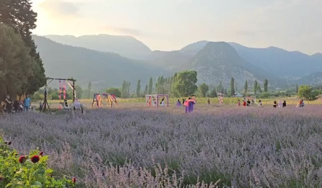 Lavanta tarlaları turizm merkezi oldu