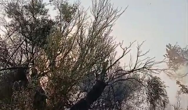Milas'taki zeytinlik yangını kontrol altında