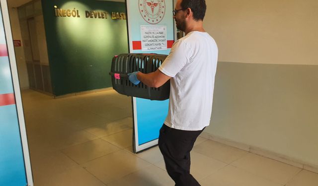 Sağlık ekipleri kediyi de hastaneye götürdü
