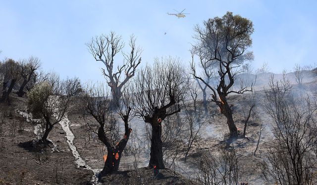Tarım arazisinde yangın çıktı