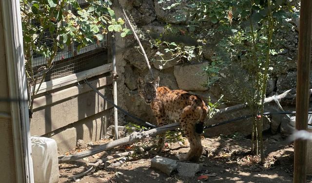 Vaşak tavuk kümesine girdi