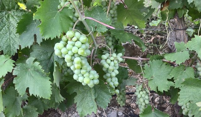 Yusufeli'nin Taşınan Bağlarında Üzüm Hasadı Başladı