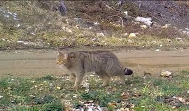 Nesli Tehlike Altında Olan Kedi Fotokapana Yakalandı!