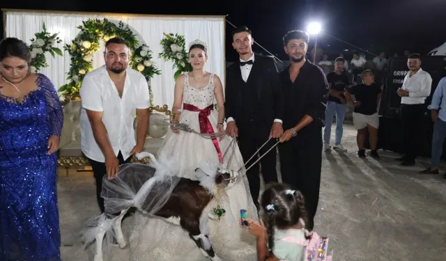 Dünya evine giren çifte buzağı hediyesi