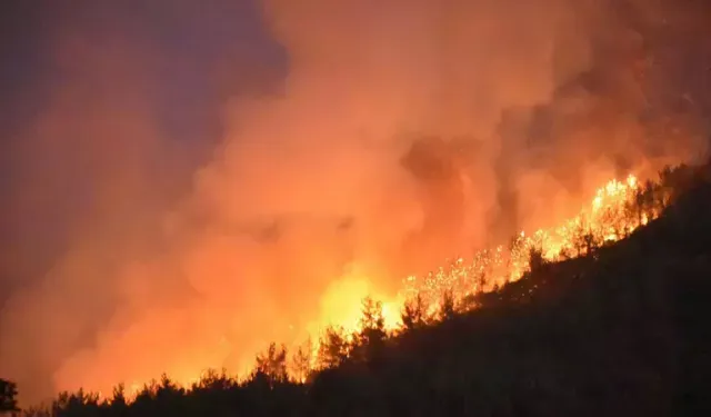 Orman yangınlarında 30 kuş türü etkilendi