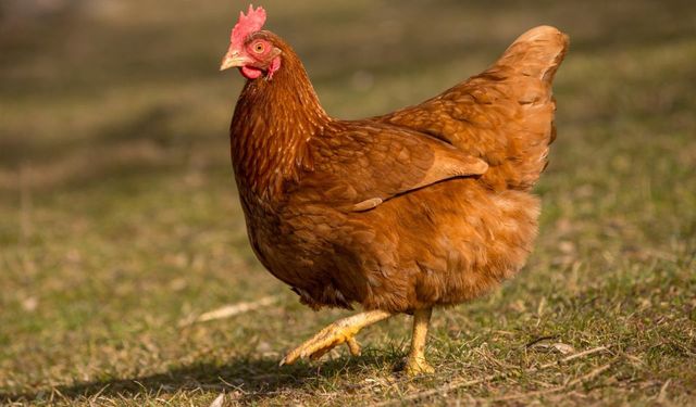 Tavukları buzlu suyla serinliyor