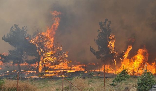 Çanakkale Bayramiç’te Orman Yangını