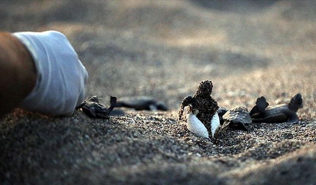 Çıralı’da Caretta Caretta Seferberliği