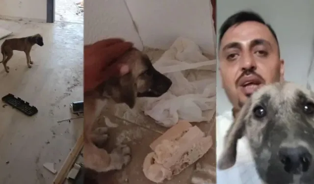 Ağır hasarlı binadan yavru köpeği çıkardı