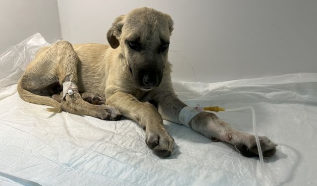 Sopayla Dövülen Yavru Köpeğe ‘Mucize’ İsmi