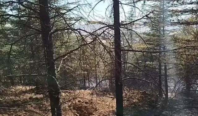 Ankara'daki yangın ormana sıçradı