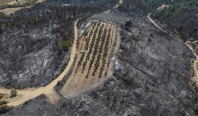 Çanakkale'deki yangın zeytinliği teğet geçti
