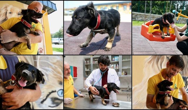 Çayırova’da zifte saplanan köpek yavrusuna uzman bakımıyla yaşama tutundu