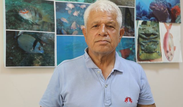 Akdeniz'in yeni türü balon balığı
