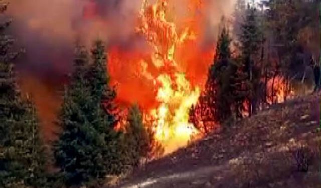 Arıları sakinleştirmek isterken ormanı yaktı