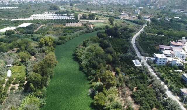 Asi Nehri'ni su sümbülü istila etti