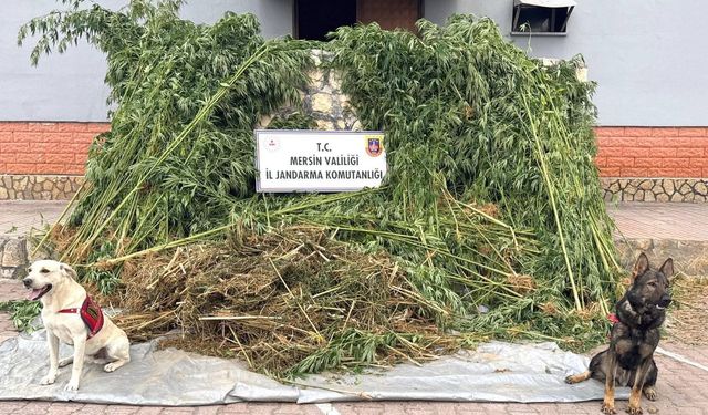 Bahçesini kenevir tarlasına çevirdi, tutuklandı