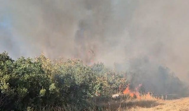 Balıkesir'de orman yangını