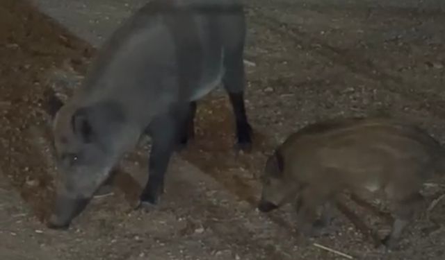 Bartın'da yaban domuzları sahile indi