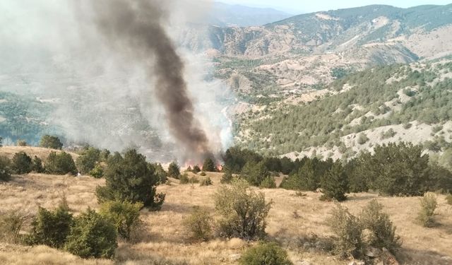 Çorum'daki orman yangını kontrol altında