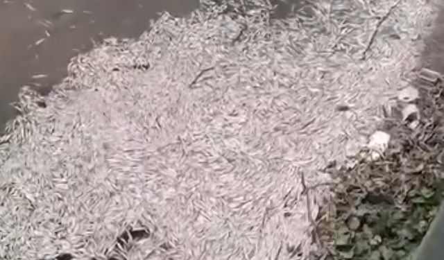 Derede su seviyesi düşünce balık ölümleri yaşandı