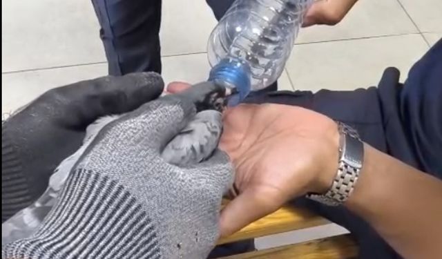Klima boşluğuna giren güvercini itfaiye kurtardı