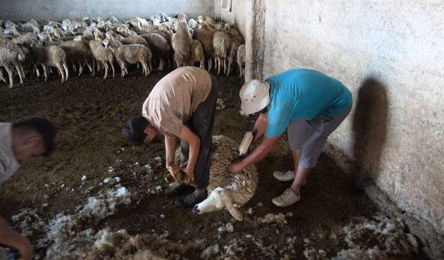 Koyun kırkma mesaisi