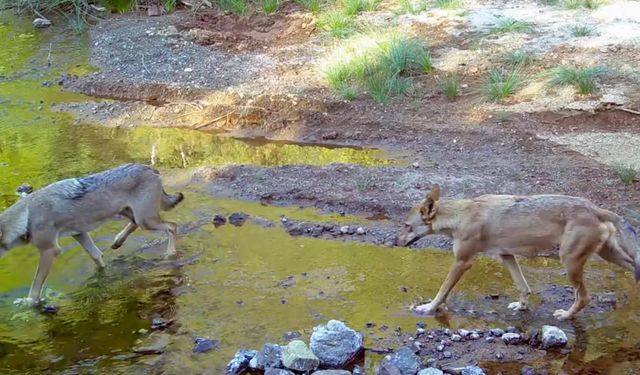 Muğla'da Su Kaynağına Gelen Kurtlar Gözüktü