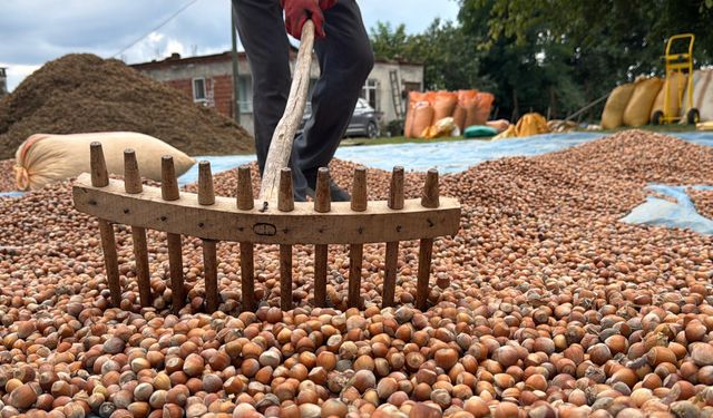 Ordu'da Fındık Mesaisi