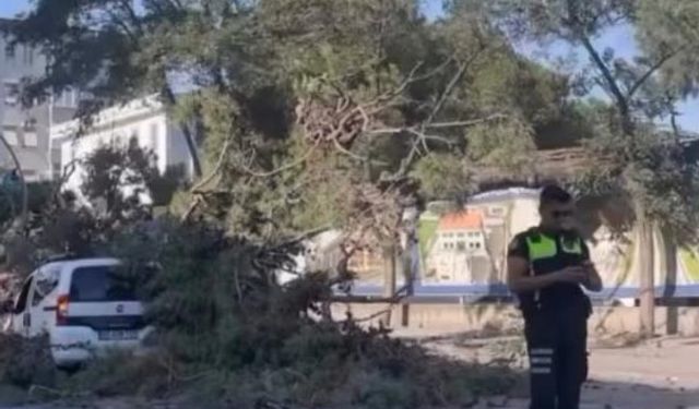Rüzgarın Şiddetine Dayanamayan Ağaç Devrildi