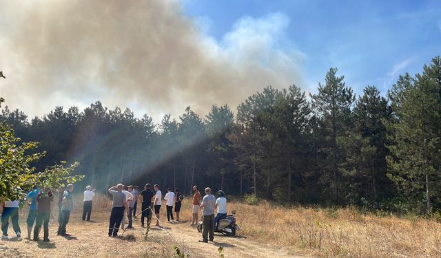 Sakarya'da ormanı alevler sardı