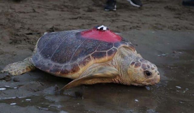 ‘Tuba’nın da arasında olduğu 7 deniz kaplumbağası yeniden denize salındı