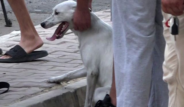 Yangındaki köpekleri itfaiye kurtardı