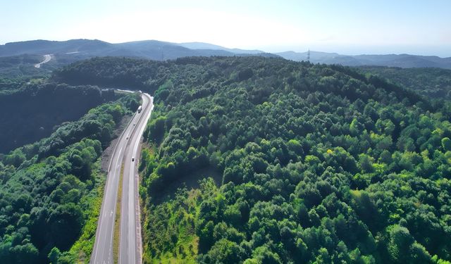 Samsun ve Zonguldak’ta 1 milyon metrekare orman sınır dışına çıkarıldı!