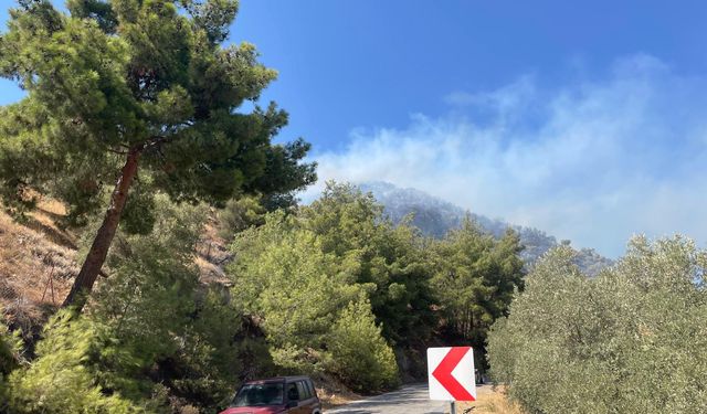 Aydın'da zeytinlik alanda çıkan yangına müdahale sürüyor