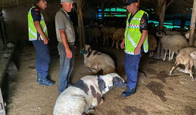 Çalınan 18 küçükbaş hayvan jandarma tarafından sahibine teslim edildi